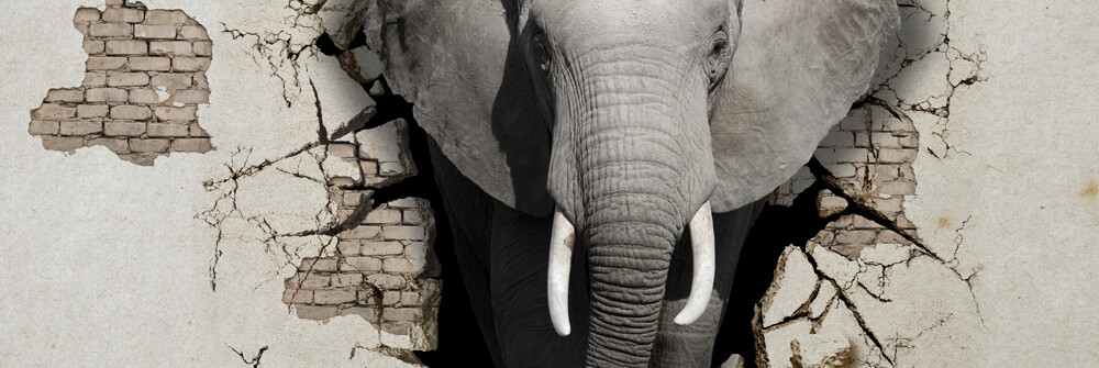 3D Photo wallpaper with animals 3D Photo wallpaper with animals