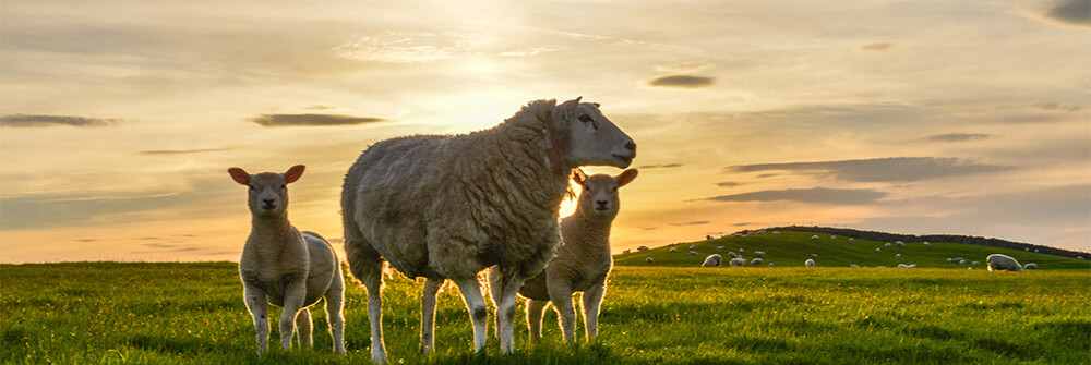 Sheep on photo wallpaper