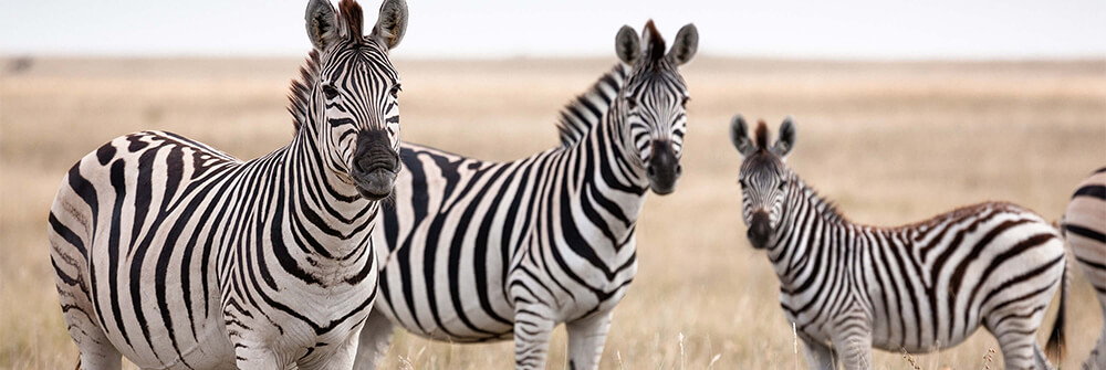 Zebras photo wallpaper
