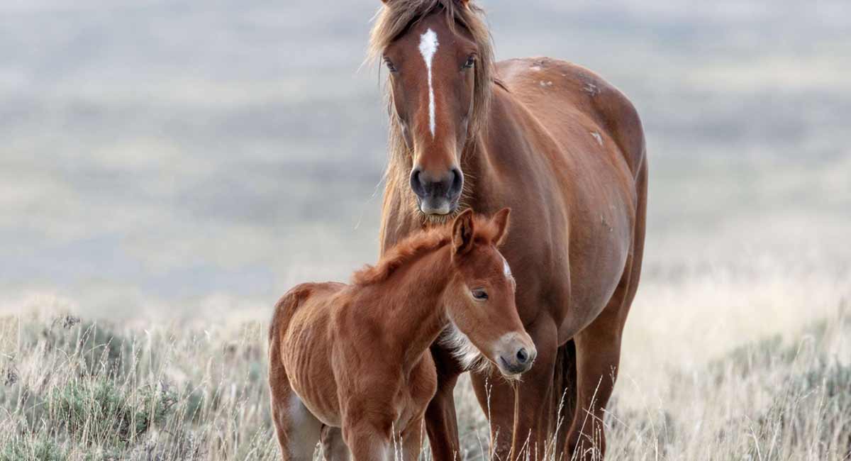 Animal World