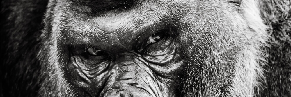 Wallpaper with Apes and Monkeys Wallpaper with Apes and Monkeys