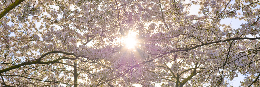 Photo Wallpaper with Blossom Photo Wallpaper with Blossom