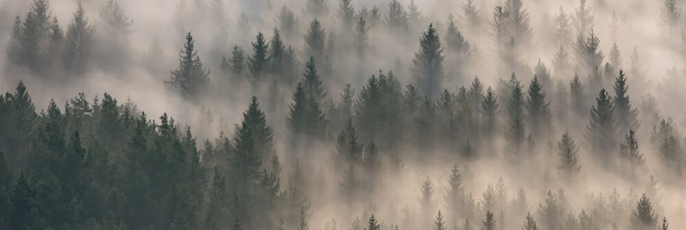 Forest wallpaper Forest wallpaper