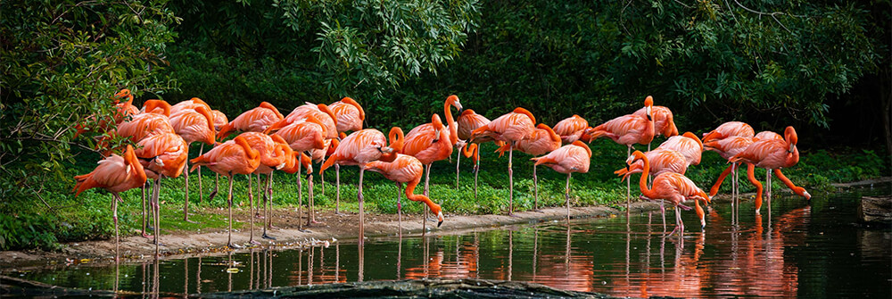Photo wallpaper flamingos