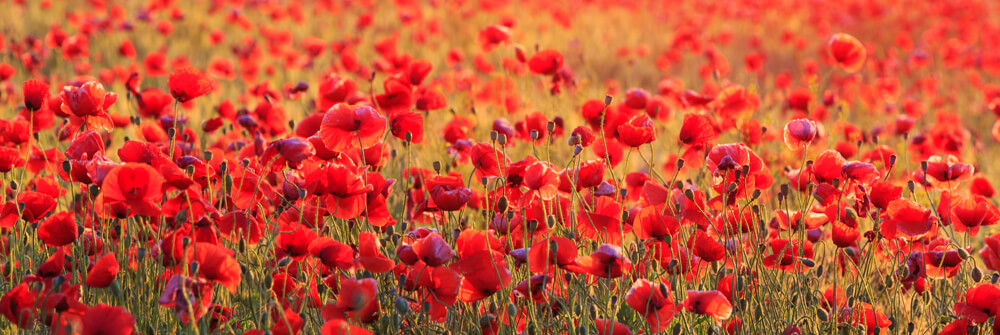 Wallpaper with poppies Wallpaper with poppies