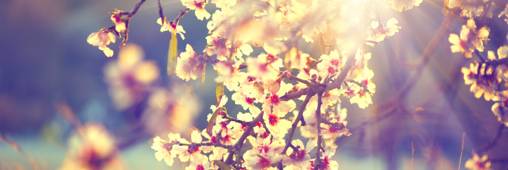 Wall mural with spring feeling Wall mural with spring feeling
