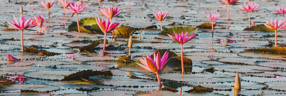 Photo wallpaper with lotus flowers Photo wallpaper with lotus flowers
