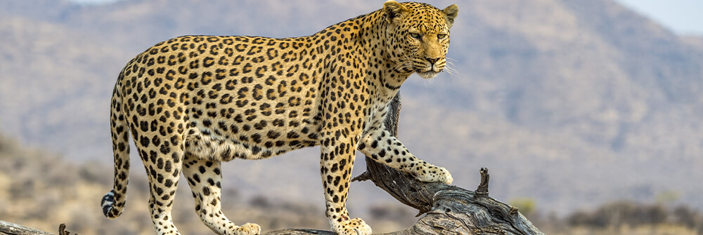 Leopard Photo Wallpaper Leopard Photo Wallpaper