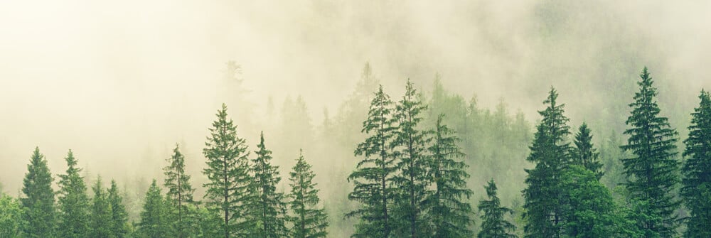 Photo Wallpaper with misty nature