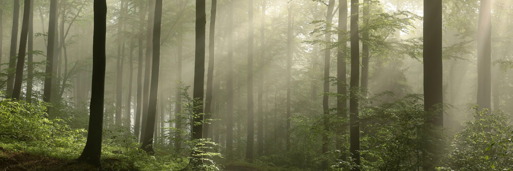 Nature Photo Wallpaper Nature Photo Wallpaper
