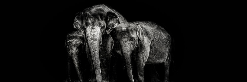 Wallpaper with elephants Wallpaper with elephants