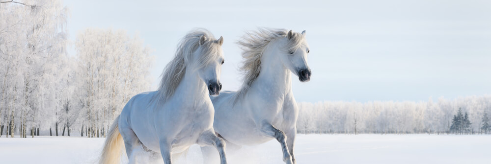 Wallpaper with horses Wallpaper with horses
