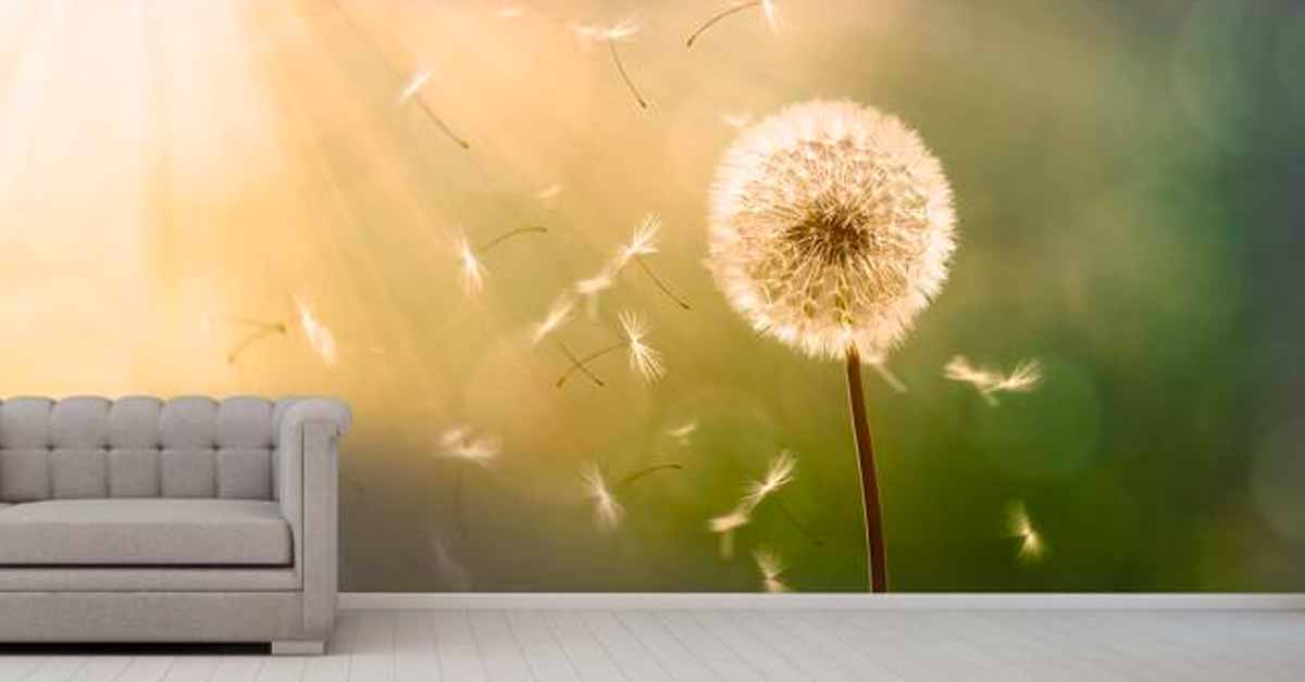 Dandelion Photo wallpaper