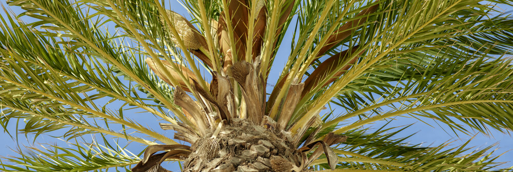 Wallpaper with palm trees Wallpaper with palm trees