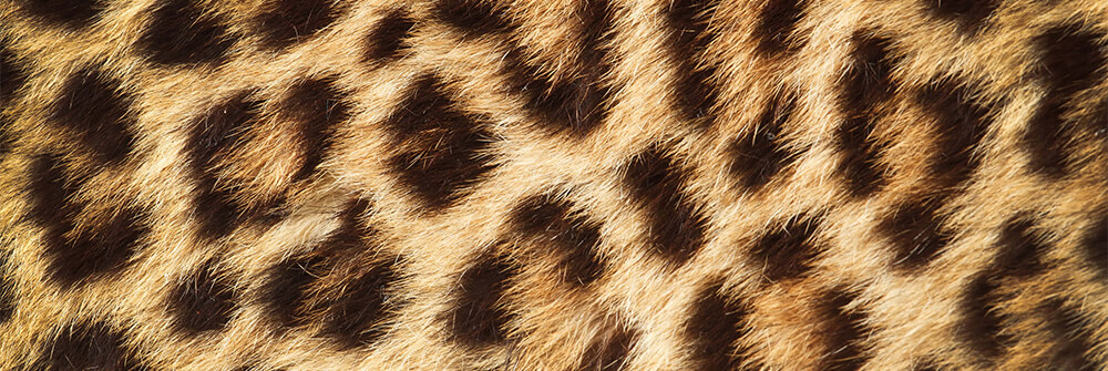 Panther wallpaper Panther wallpaper