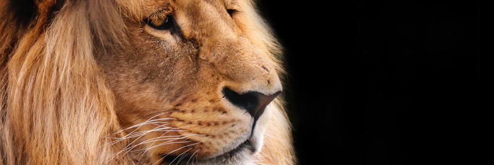 Wallpaper with wild animals Wallpaper with wild animals