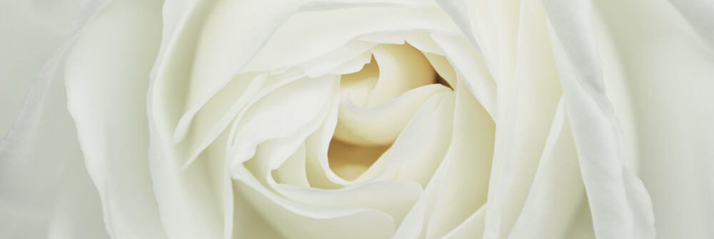 Wallpaper with Roses Wallpaper with Roses