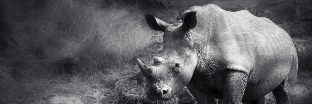 Photo wallpaper with safari animals Photo wallpaper with safari animals