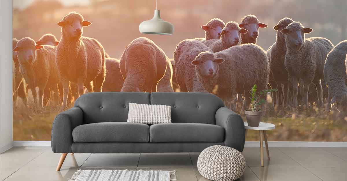 Sheep on photo wallpaper
