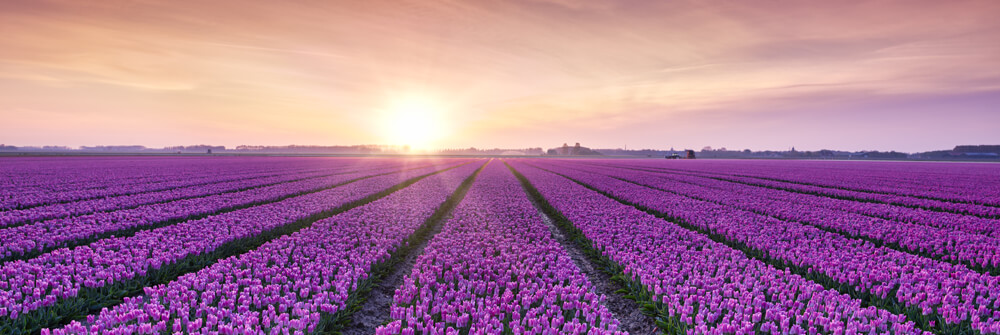 Photo Wallpaper with Tulips