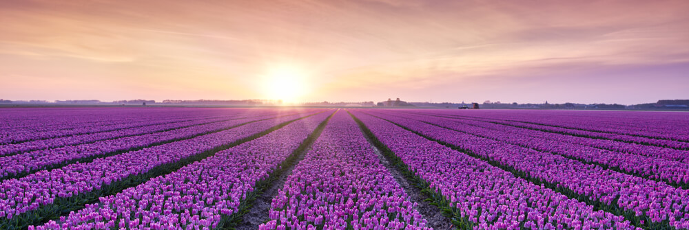 Photo Wallpaper with Tulips Photo Wallpaper with Tulips