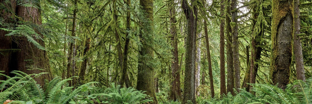 Wallexclusive Premium Forests