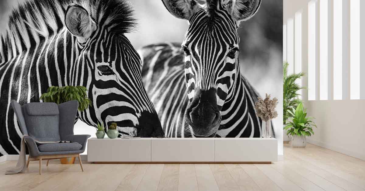 Zebras on photo wallpaper