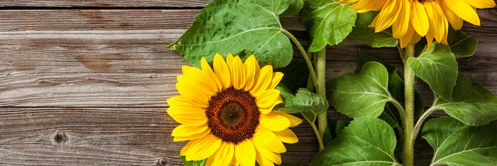 Photo Wallpaper with Sunflowers Photo Wallpaper with Sunflowers
