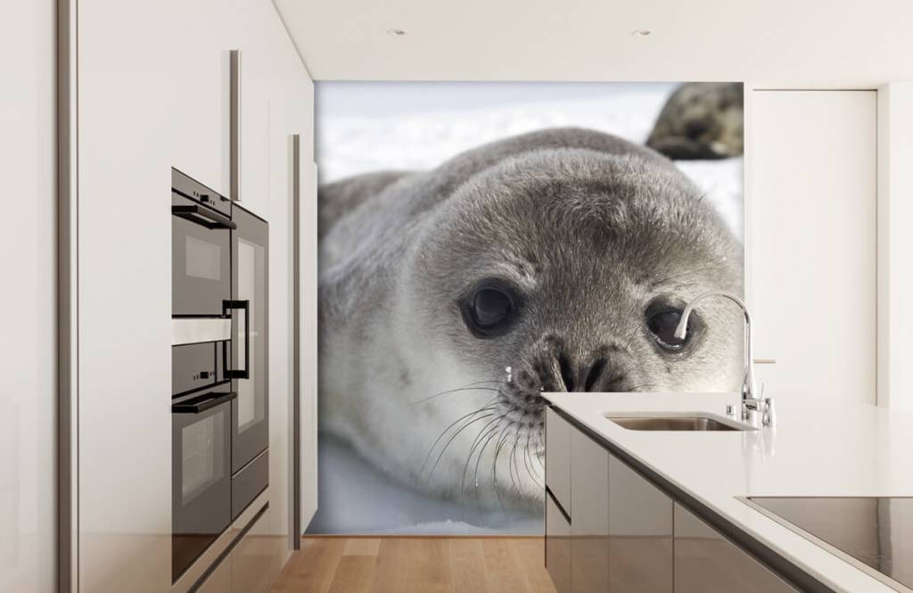 Toddlers - Close-up of a seal - Children's room 3