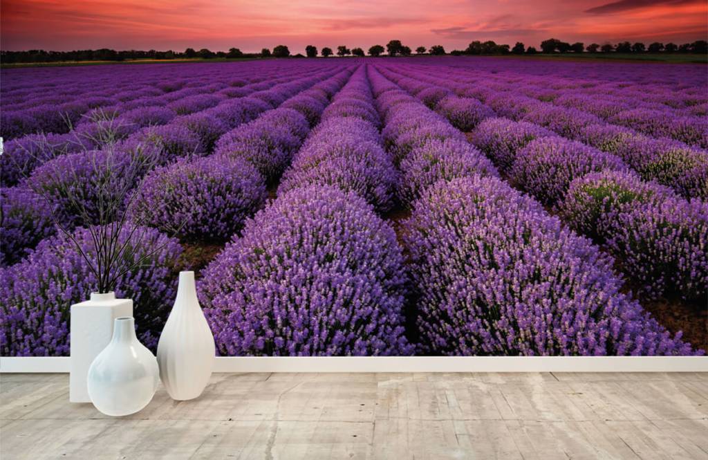 Flower fields - Lavender field - Bedroom 8