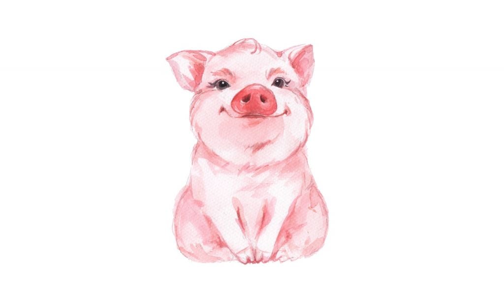 Cute piglet