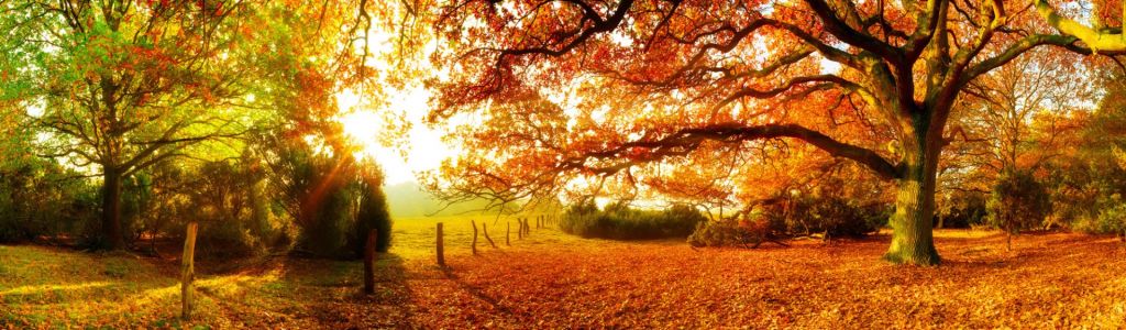 Autumn landscape with forest and meadow