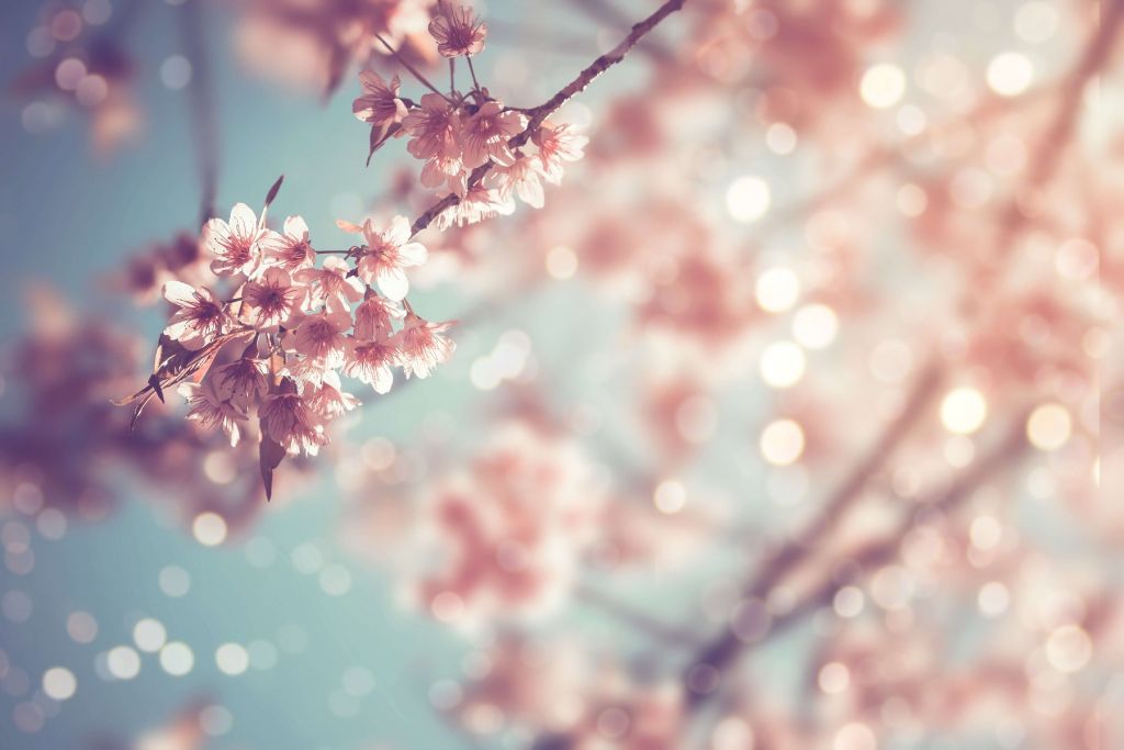Close-up blossom branch