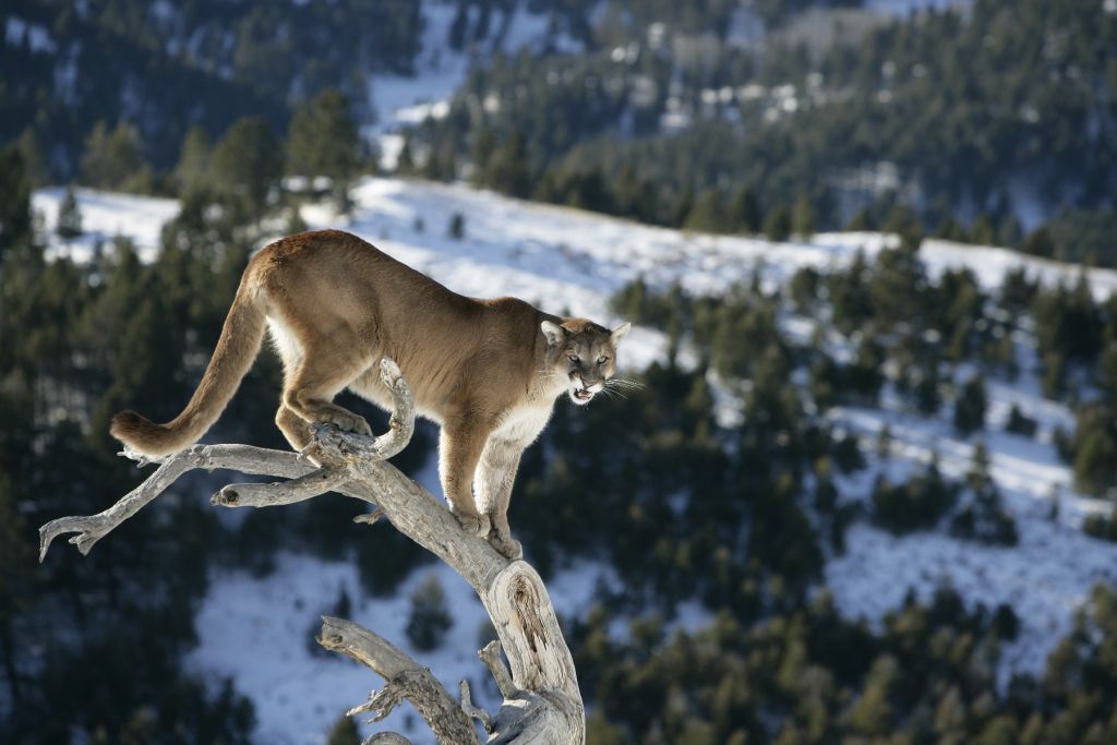 Mountain lion on a dead tree