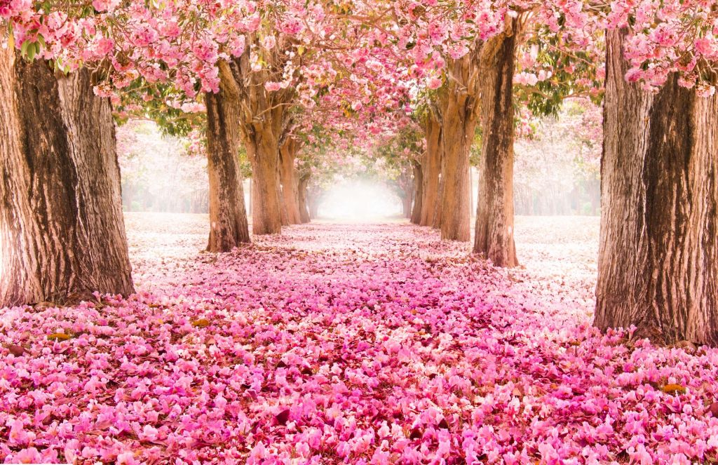 Photo wallpaper blossom