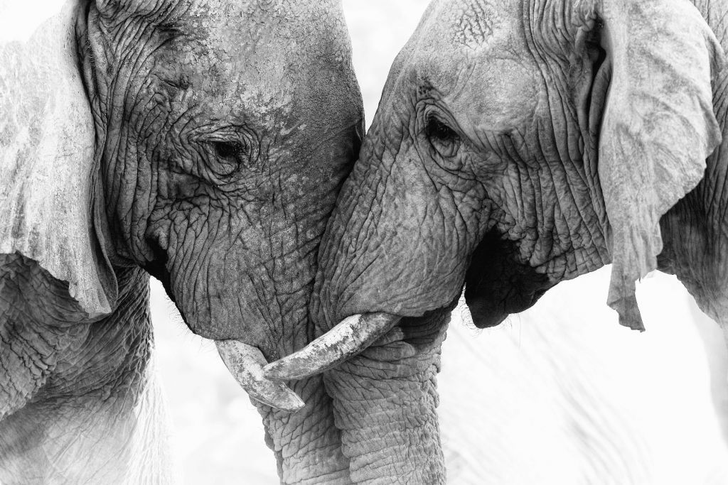 Photo wallpaper elephants