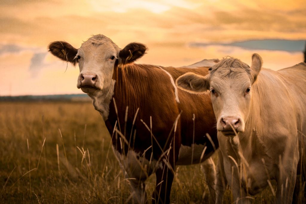 Cows in the evening sun
