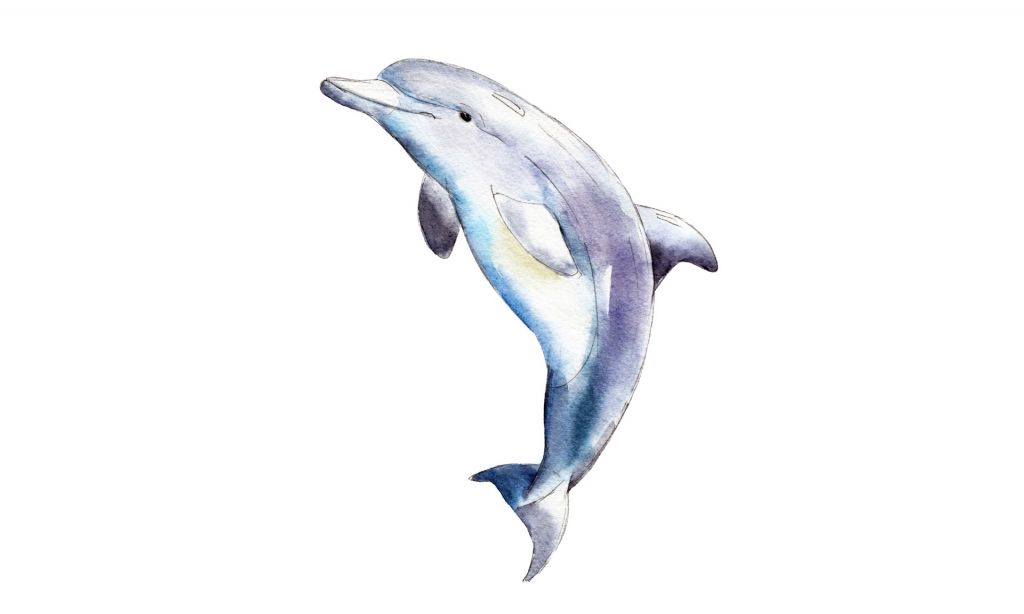 Signed dolphin