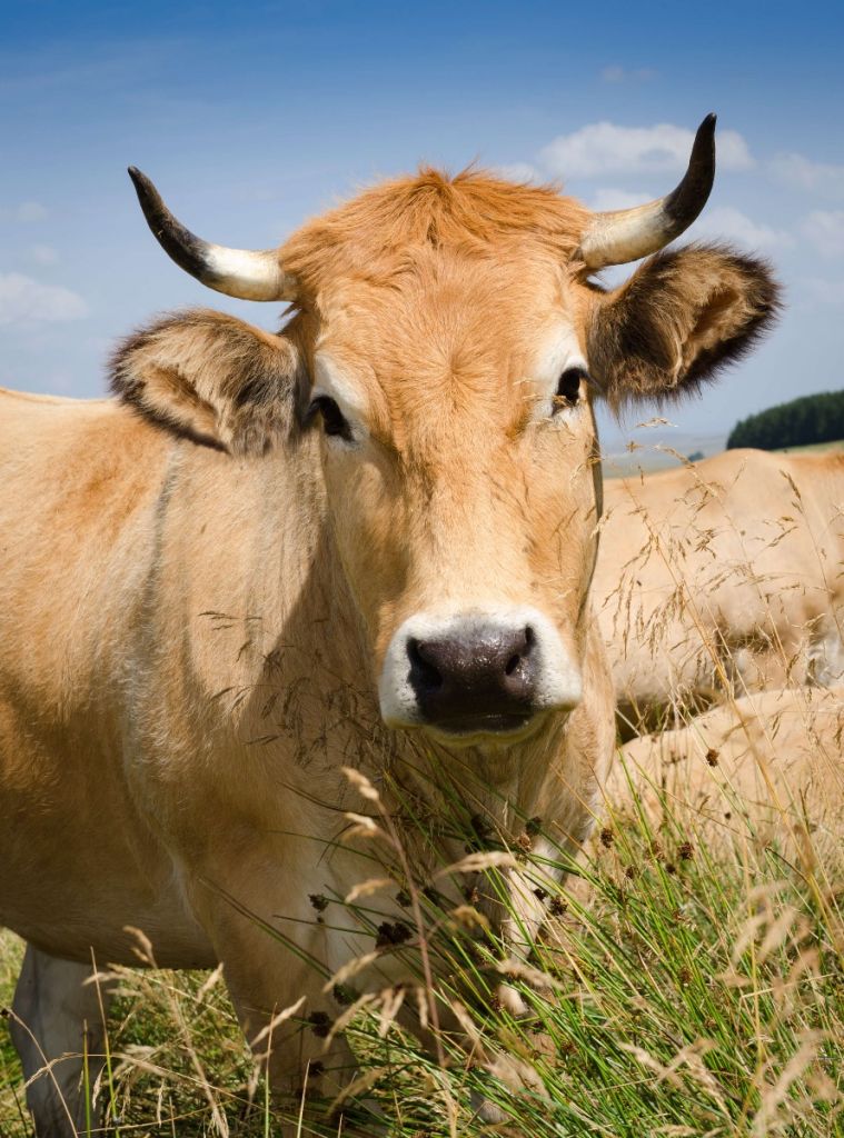 Cow with horns
