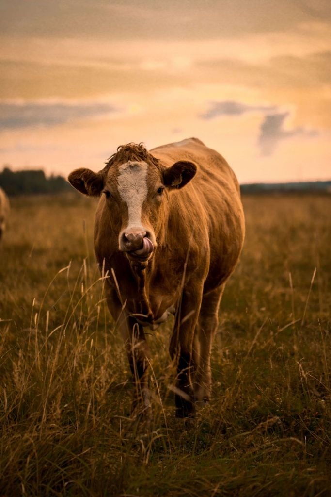 Cow with tongue in nose