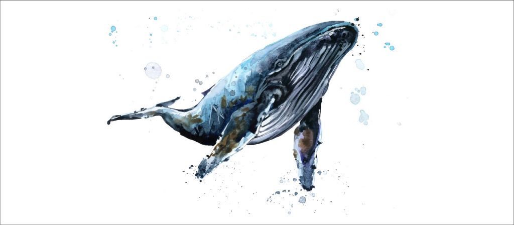 Humpback whale in watercolour