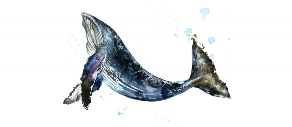Swimming humpback whale of watercolor