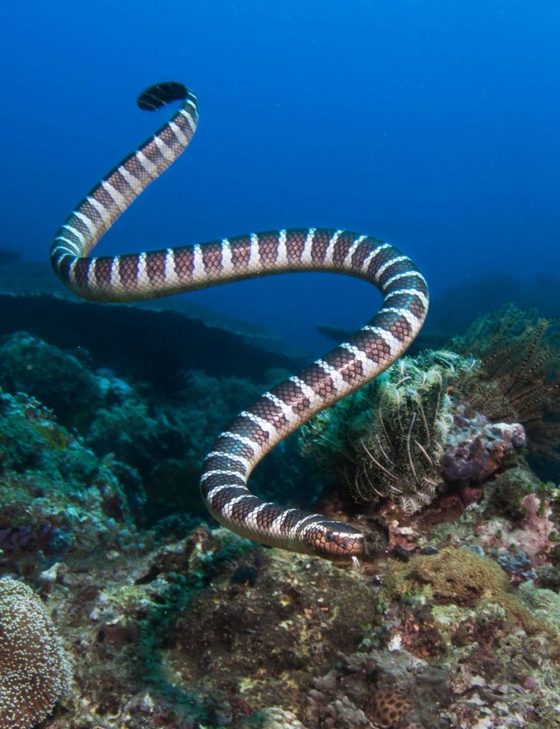 Striped sea serpent