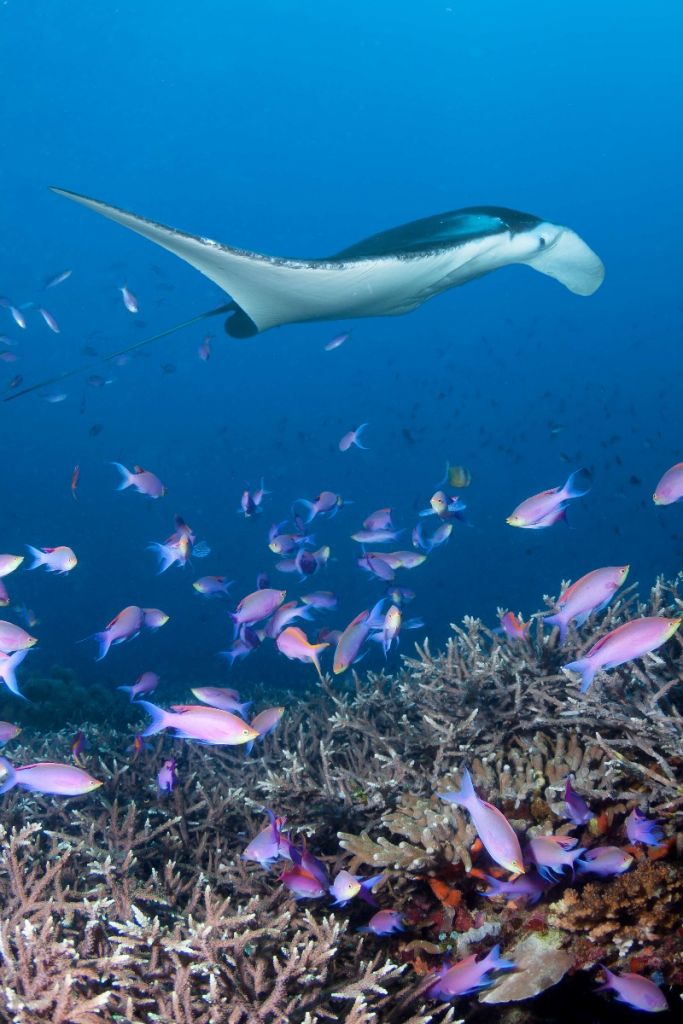 Stingray between coral