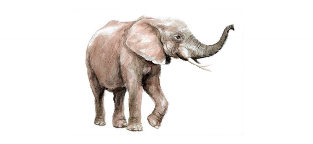 Elephant of watercolor