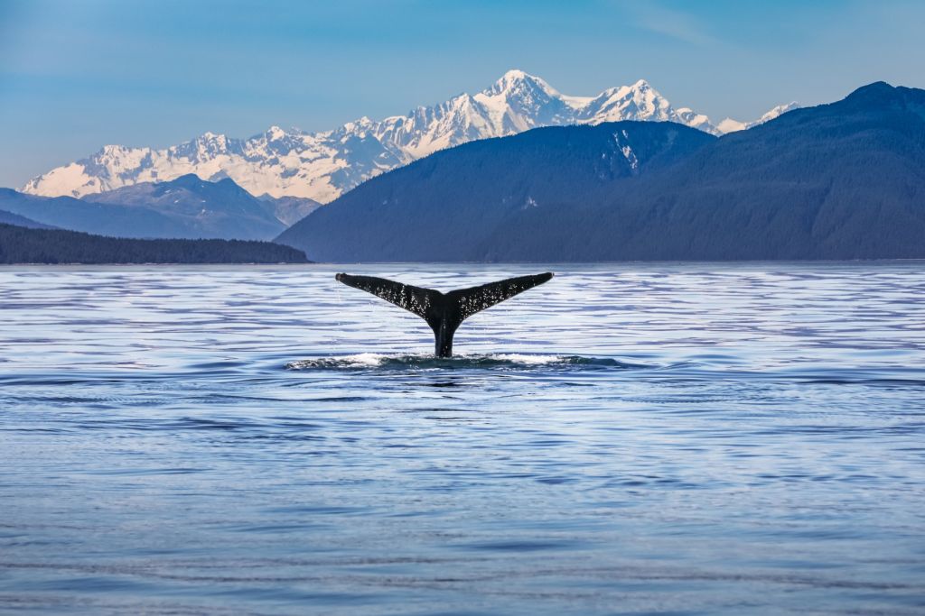 Diving whale with mountains in the background