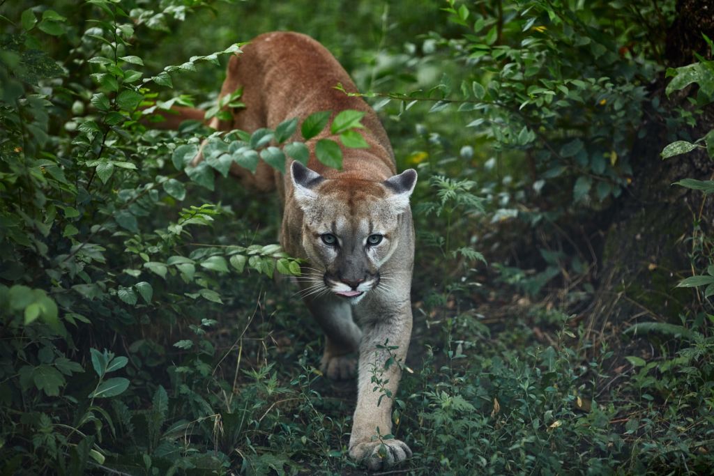 Sneaking mountain lion