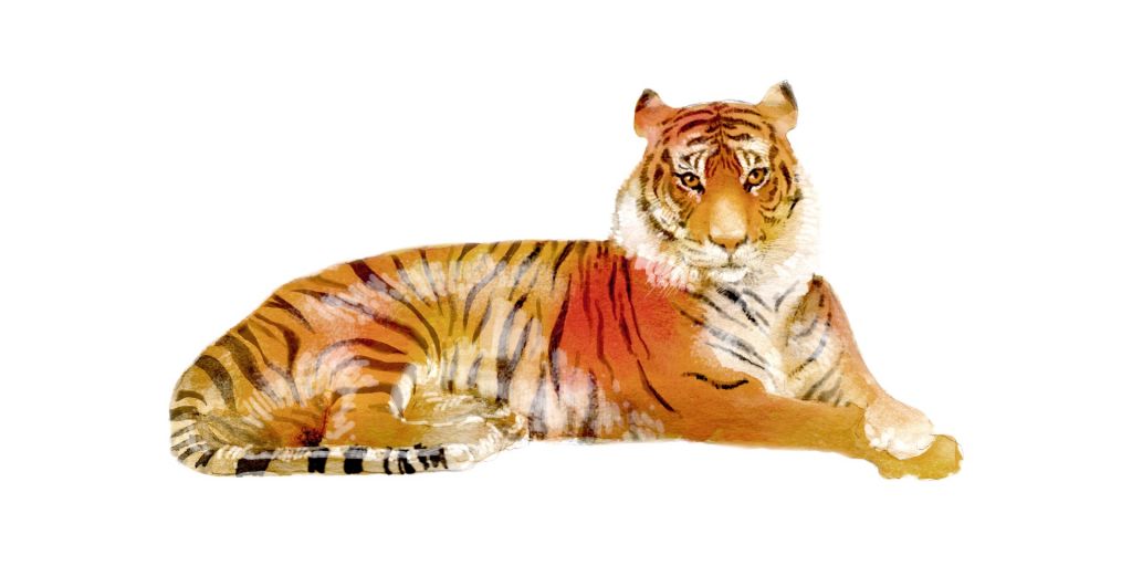 Resting tiger