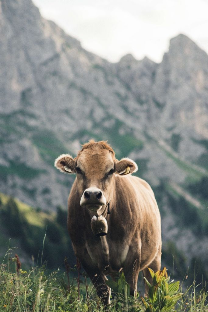 Mountain cow