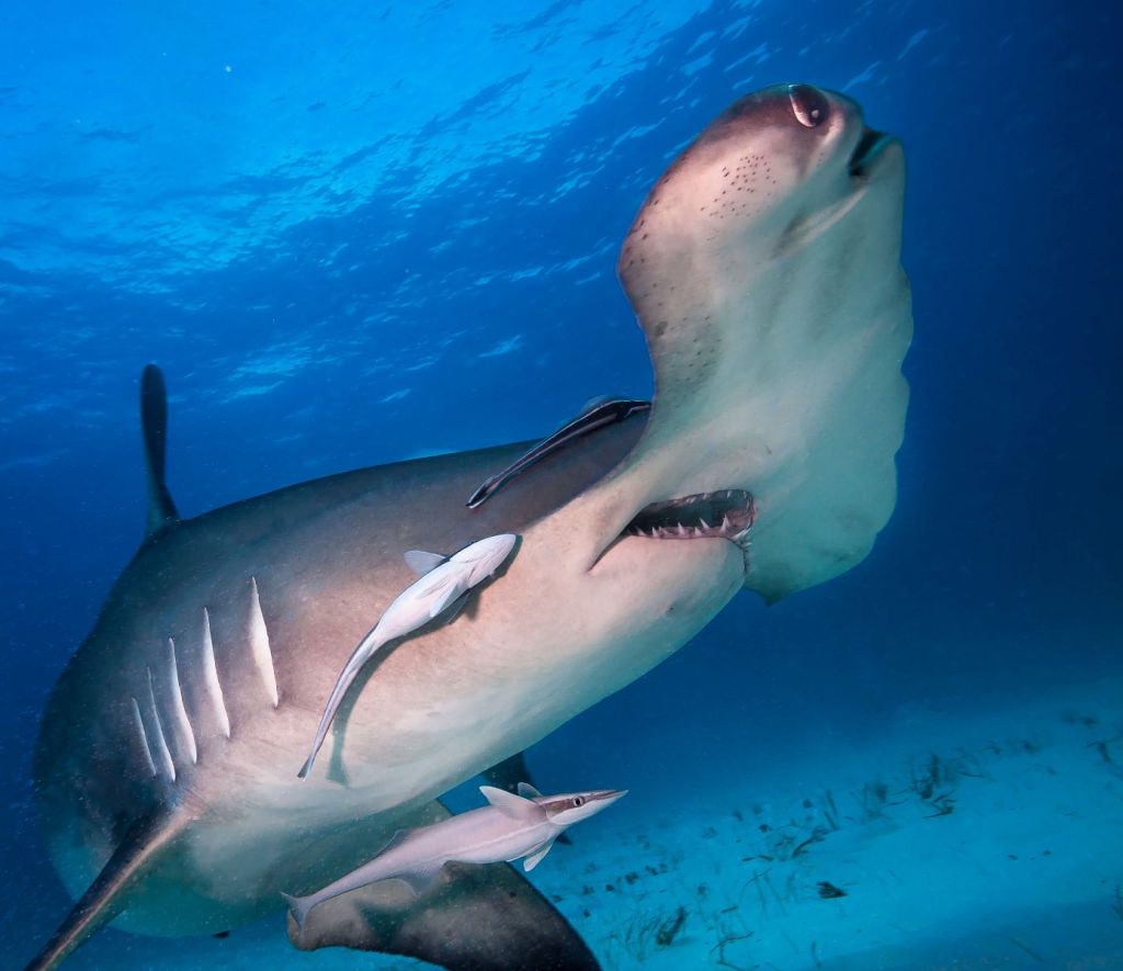 Hammerhead shark